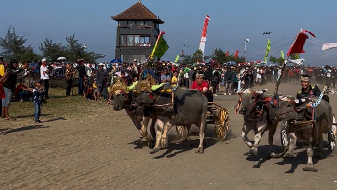 Jadi Joki Mekepung, Kembang- Ipat Jajal Keseruan Festival Mekepung 2026