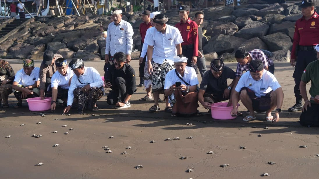 Peringati Hari Tumpek Kandang, Ratusan Tukik Dilepas ke Alam Liar